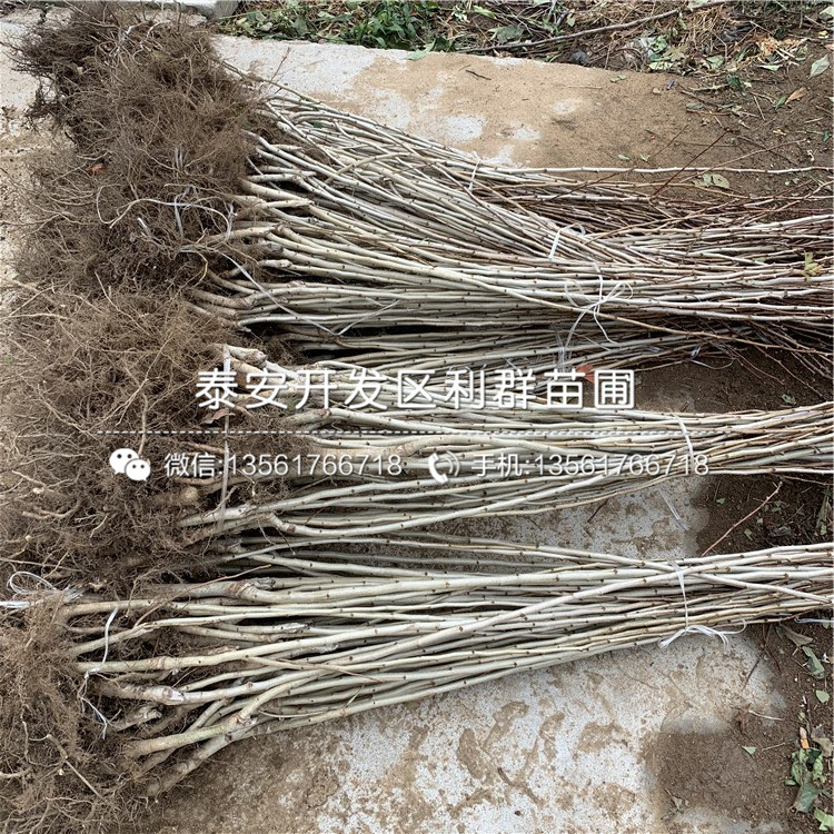 新品種山楂苗價(jià)格、2019年新品種山楂苗價(jià)格