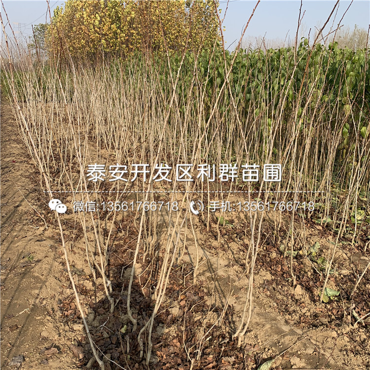 2019年3公分山楂苗價(jià)格、3公分山楂苗多少錢一棵