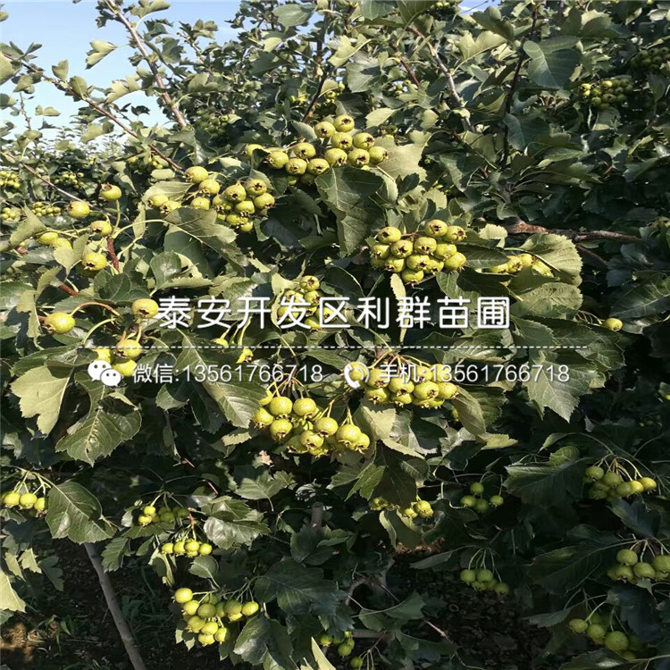 2019年山楂苗、2019年山楂苗多少錢(qián)一株