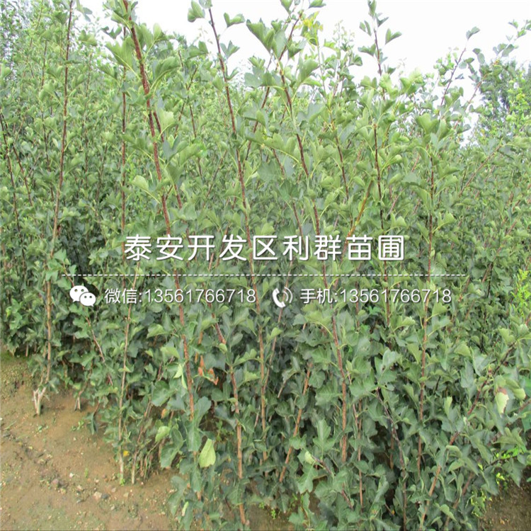 山東泰安山楂樹(shù)苗、山東泰安山楂樹(shù)苗價(jià)格及報(bào)價(jià)