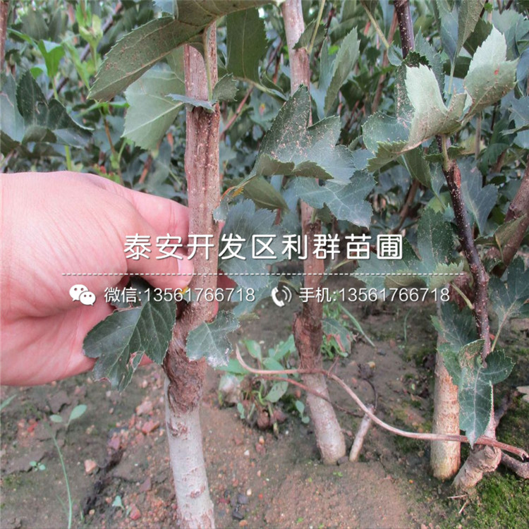 4公分山楂苗批發(fā)、4公分山楂苗價(jià)格