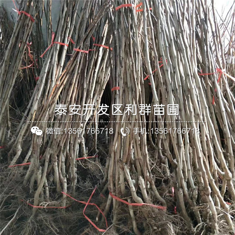 大綿球山楂苗、大綿球山楂苗出售