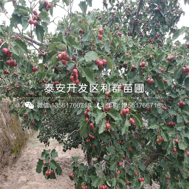 泰安山楂苗新品種、泰安山楂苗多少錢(qián)一棵