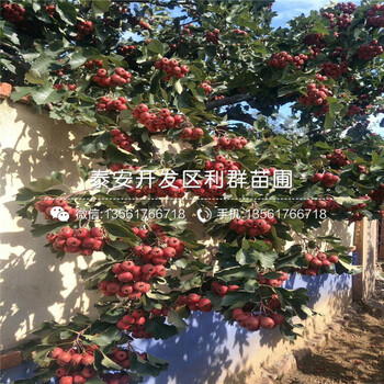 新品種山楂樹苗品種介紹、新品種山楂樹苗多少錢一棵