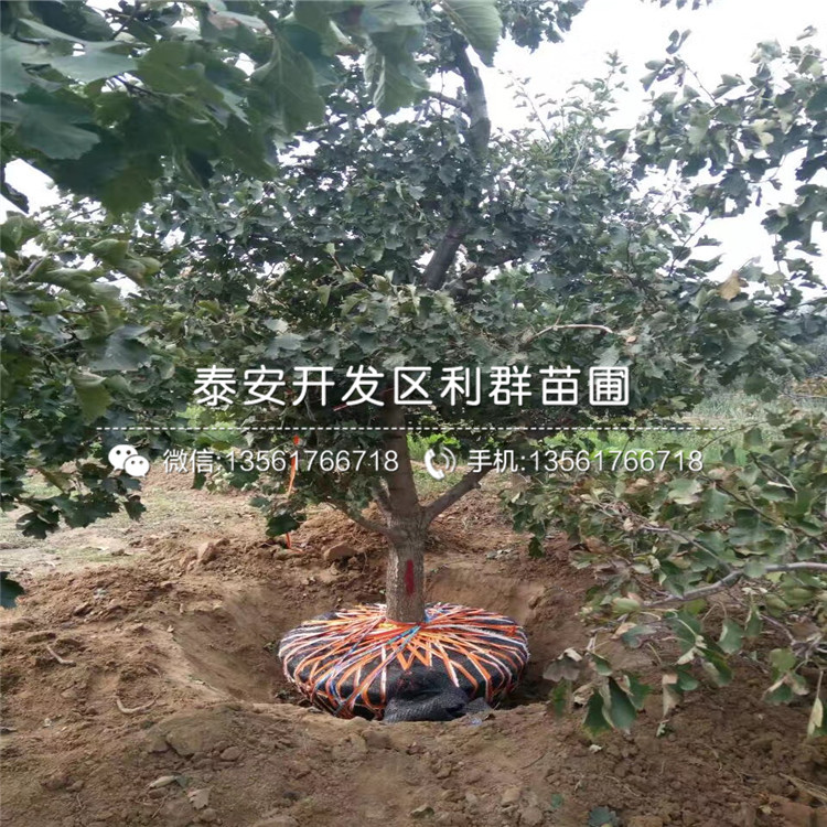新品種甜紅子山楂苗、新品種甜紅子山楂苗多少錢一棵