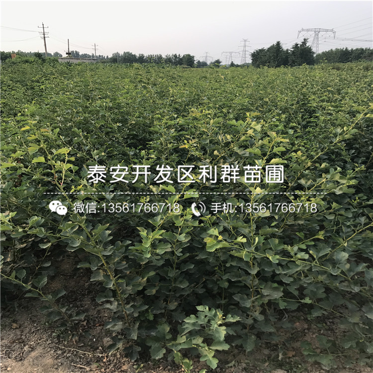 山東2019年山楂苗、2019年山楂苗價格