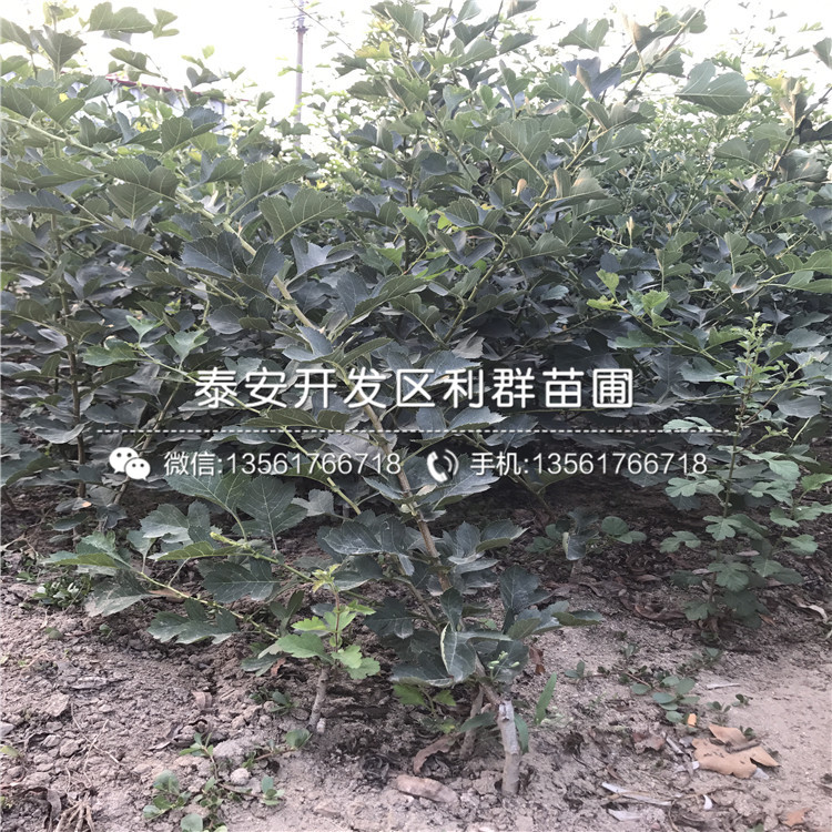 2019年大果山楂樹苗、大果山楂樹苗價(jià)格多少