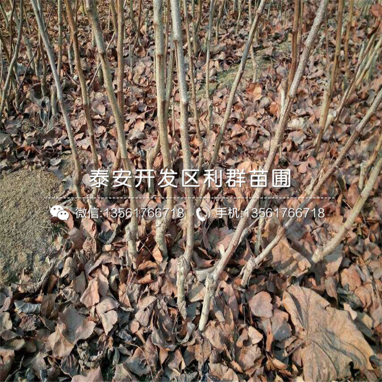 批發(fā)山楂苗價(jià)格、批發(fā)山楂苗批發(fā)