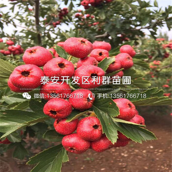 2019年新品種山楂苗報(bào)價(jià)、今年新品種山楂苗價(jià)格是多少