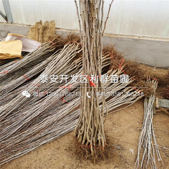 2019年大綿球山楂苗報(bào)價(jià)、大綿球山楂苗多少錢一棵