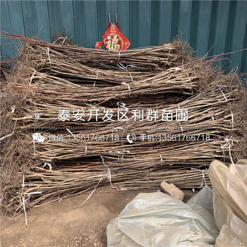 山東甜紅籽山楂樹(shù)苗、甜紅籽山楂樹(shù)苗基地
