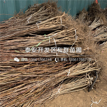 4公分山楂樹苗新品種、4公分山楂樹苗多少錢一棵