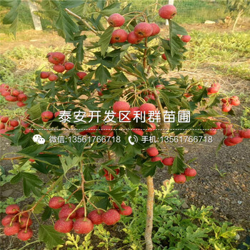超金星山楂苗出售、超金星山楂苗多少錢一棵