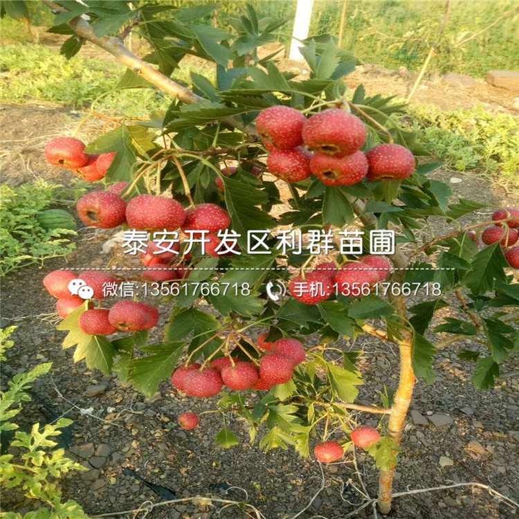 大果山楂樹(shù)苗、大果山楂樹(shù)苗報(bào)價(jià)及價(jià)格