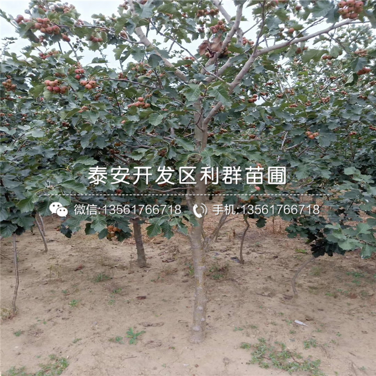 4公分山楂苗品種介紹、4公分山楂苗多少錢一棵