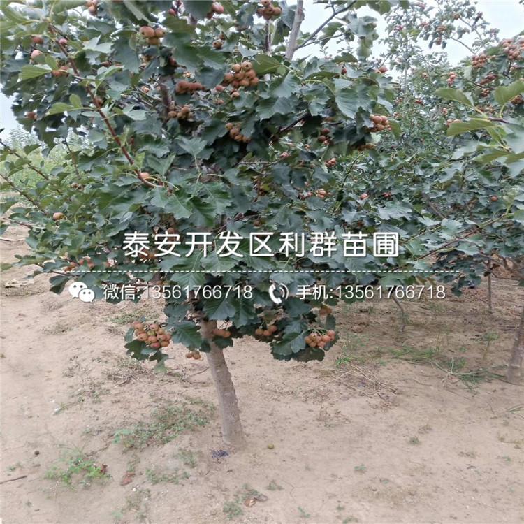 2019年大果山楂樹苗、大果山楂樹苗價(jià)格多少