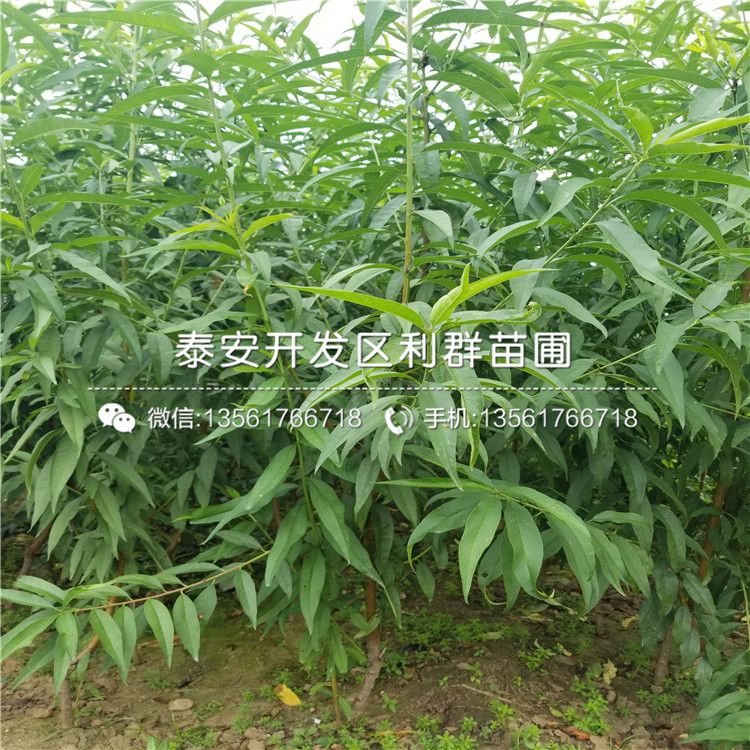 2019年黑桃皇后苗價(jià)格、黑桃皇后苗多少錢一棵