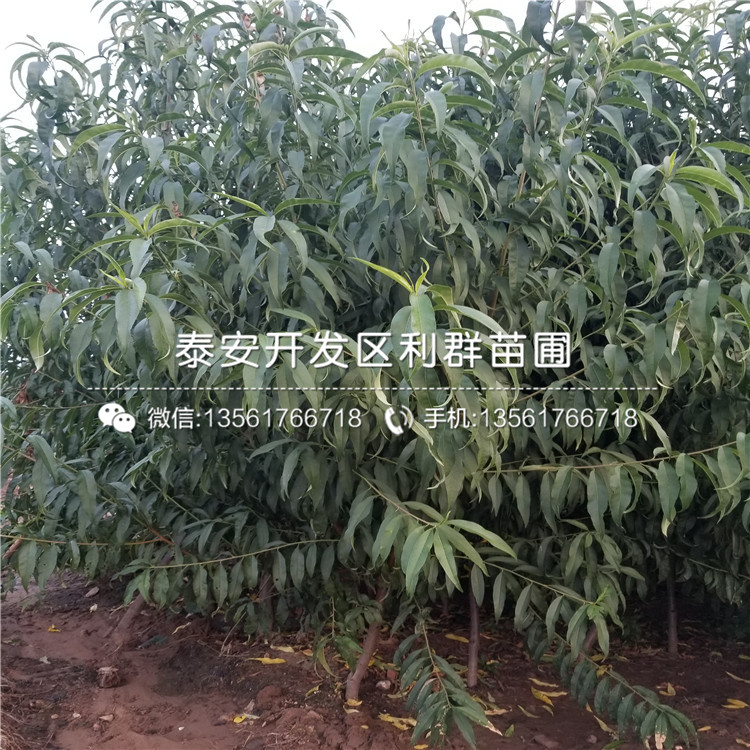 中華黑桃王樹苗價格、中華黑桃王樹苗價格及報價