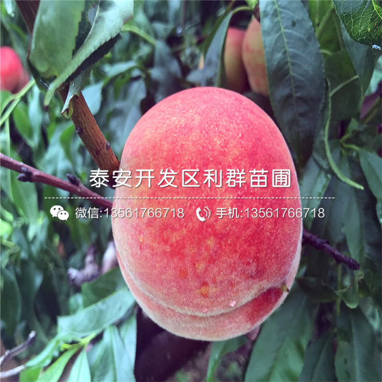 黑桃皇后苗多少錢一棵、2020年黑桃皇后苗價(jià)格