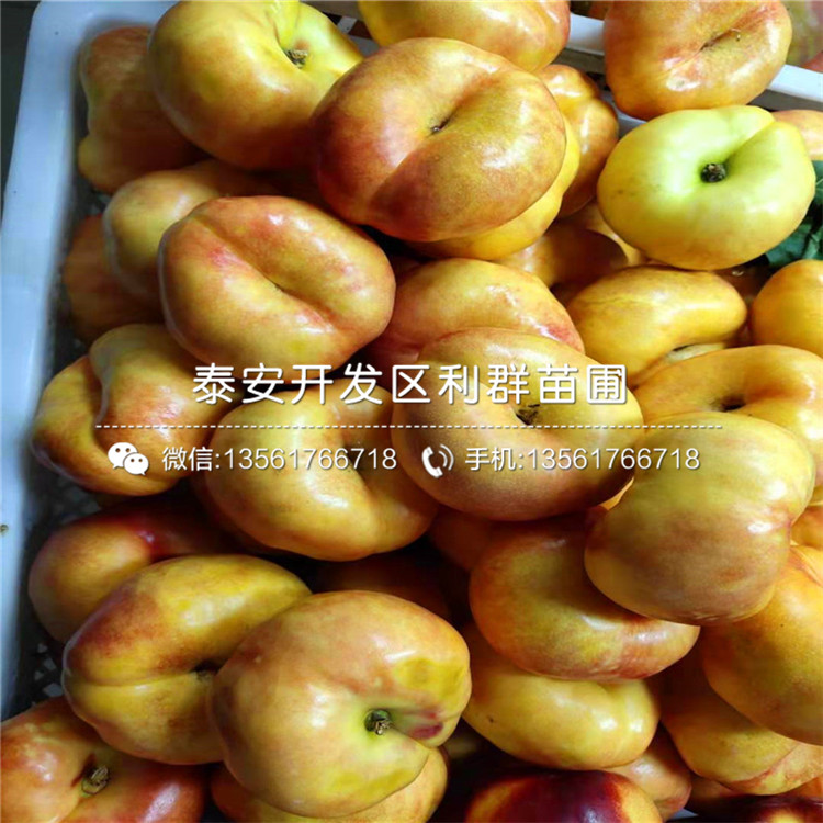 黑桃皇后樹苗出售、黑桃皇后樹苗多少錢一棵