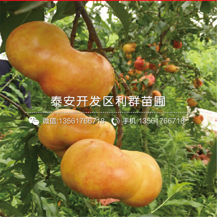2020年中華黑桃王樹(shù)苗價(jià)格、中華黑桃王樹(shù)苗多少錢(qián)一棵