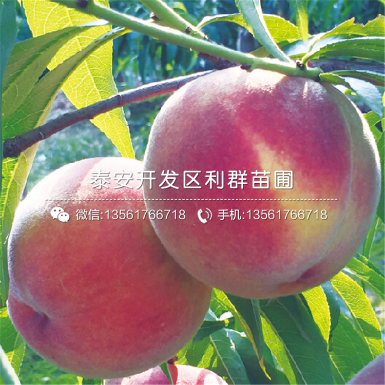 2020年中華黑桃王樹(shù)苗價(jià)格、中華黑桃王樹(shù)苗多少錢(qián)一棵