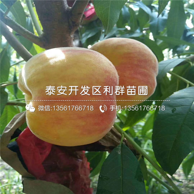 黑桃皇后樹苗、黑桃皇后樹苗出售基地