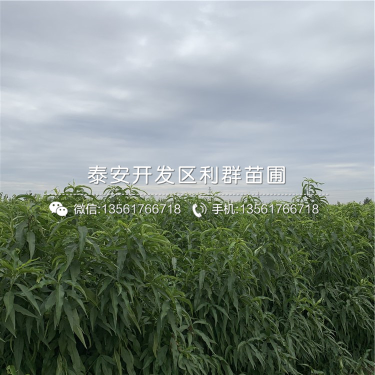 中華黑桃王樹苗、中華黑桃王樹苗多少錢