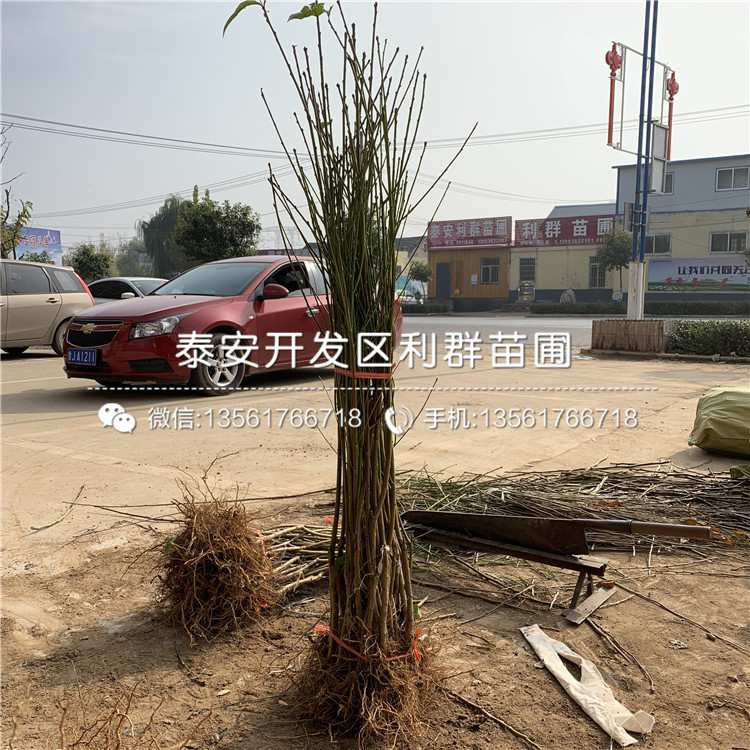 山东大红桃树苗、大红桃树苗基地
