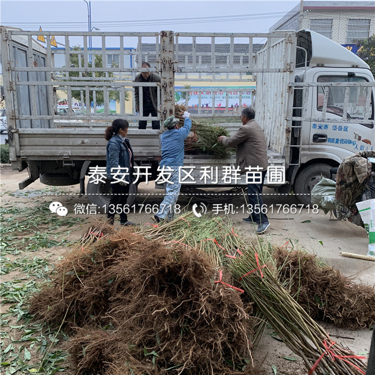 黑桃皇后樹(shù)苗報(bào)價(jià)、2020年黑桃皇后樹(shù)苗價(jià)格
