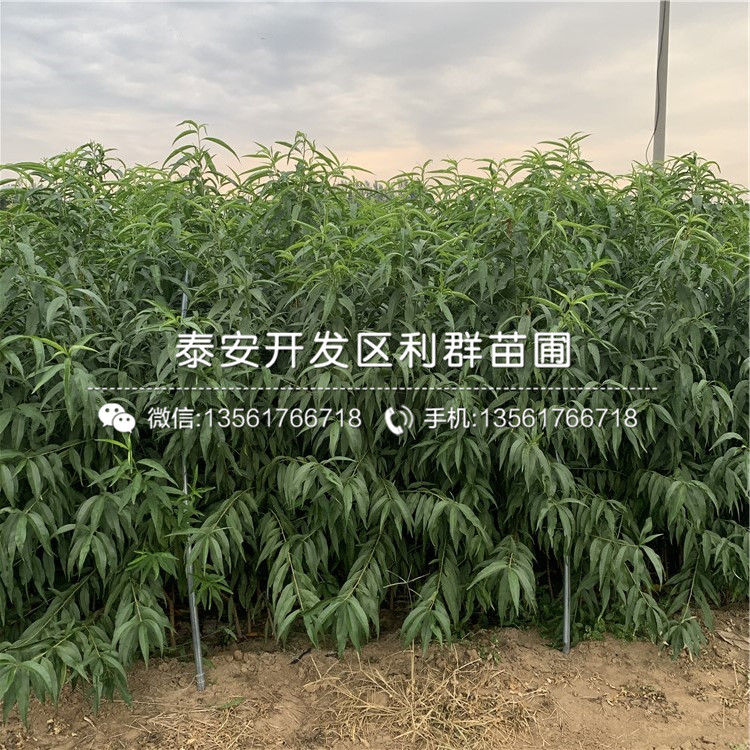 中華黑桃王樹苗價格、中華黑桃王樹苗價格及報價