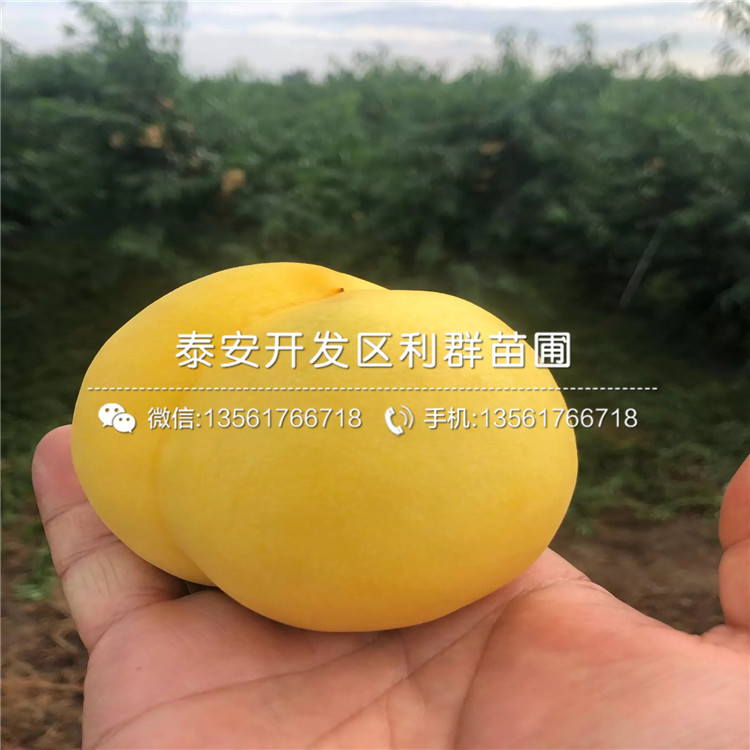 2020年中華黑桃王樹(shù)苗價(jià)格、中華黑桃王樹(shù)苗多少錢(qián)一棵