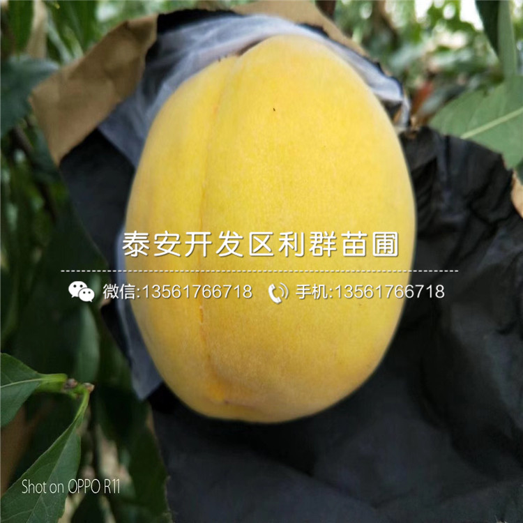 黑桃皇后樹苗出售、黑桃皇后樹苗多少錢一棵