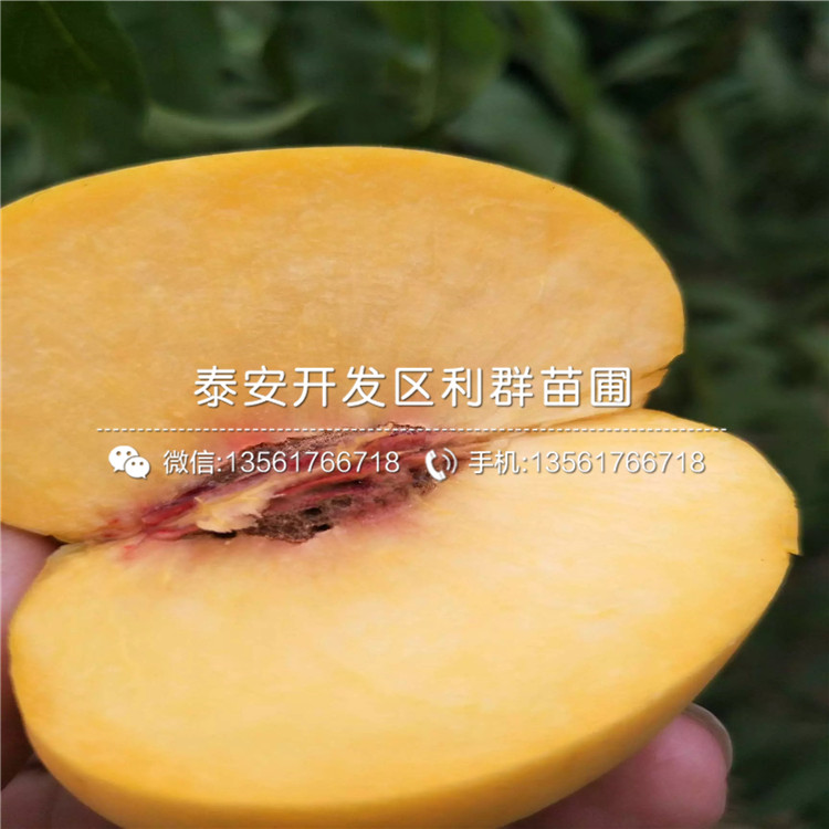 黑桃皇后樹苗價格、黑桃皇后樹苗價格及報價