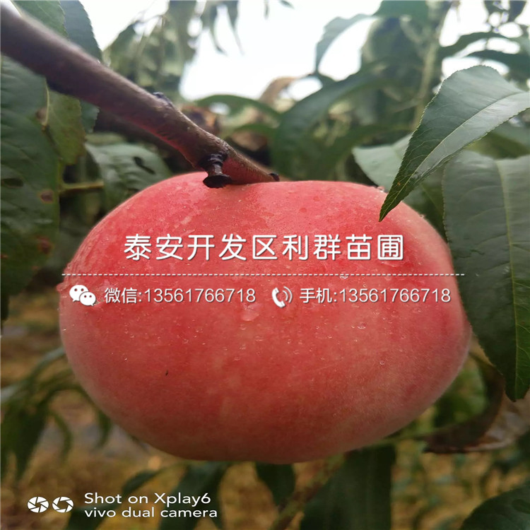 黑桃皇后樹苗、黑桃皇后樹苗出售基地