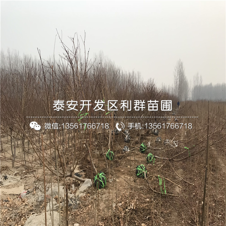 山东大红桃树苗、大红桃树苗基地