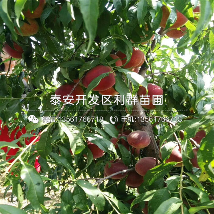 山东晚金霞油蟠桃树苗、山东晚金霞油蟠桃树苗出售