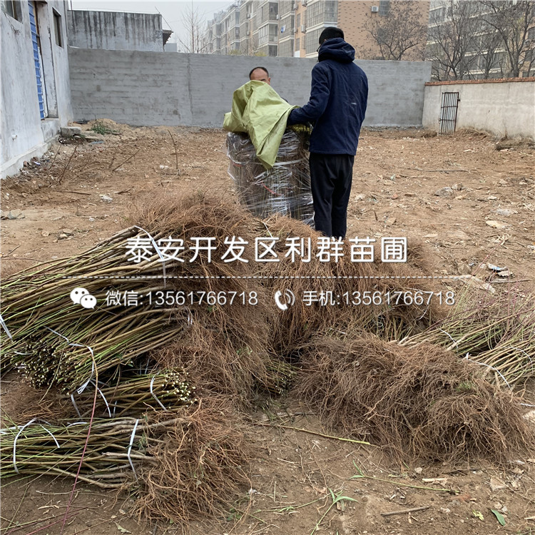 黑桃皇后樹(shù)苗報(bào)價(jià)、2020年黑桃皇后樹(shù)苗價(jià)格