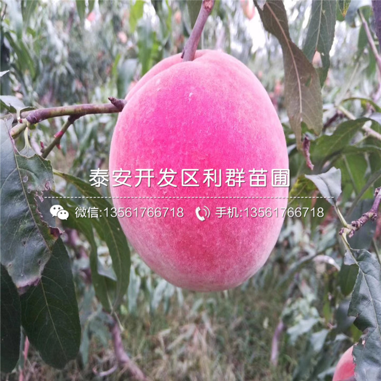 新品種黑桃皇后樹苗、黑桃皇后樹苗多少錢一棵