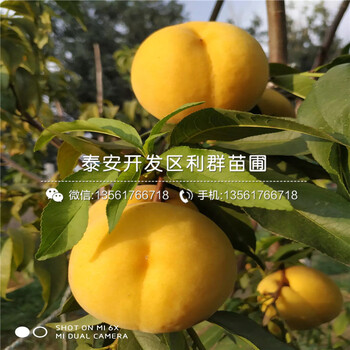 黑桃皇后樹苗價格、黑桃皇后樹苗出售