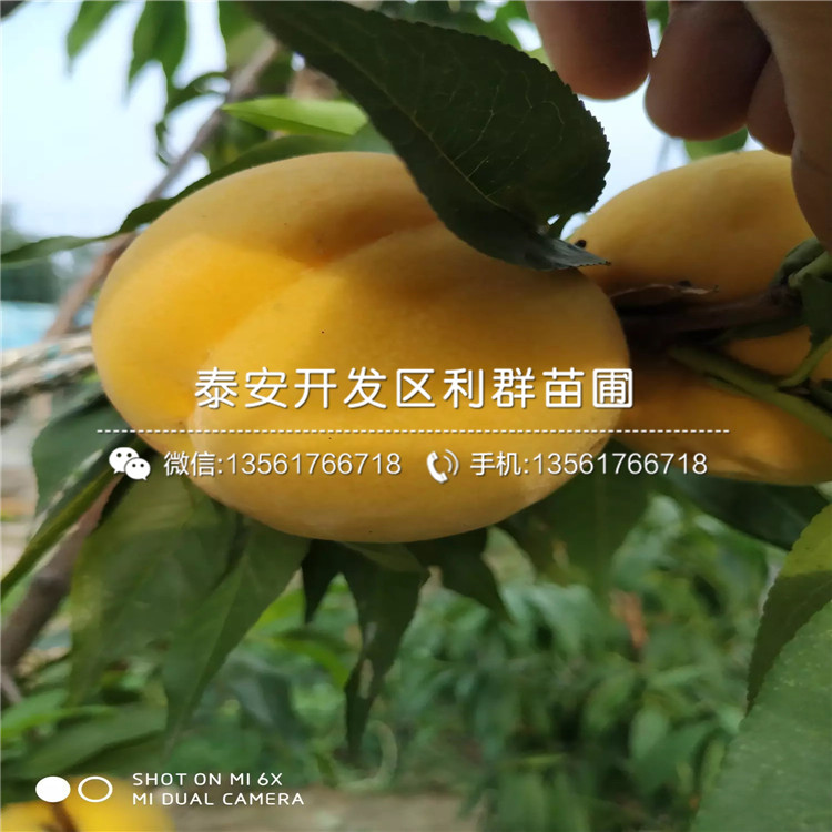 中油14号桃树苗批发、中油14号桃树苗价格及报价