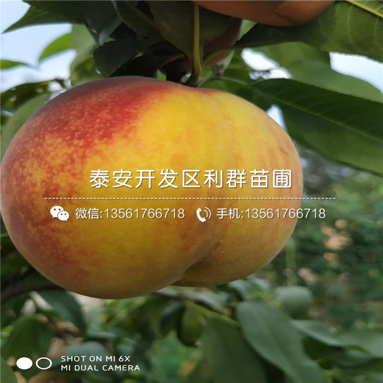 黑桃皇后樹苗出售、黑桃皇后樹苗多少錢一棵