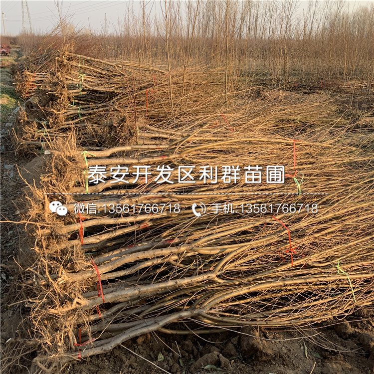 中華黑桃王樹苗批發(fā)基地、中華黑桃王樹苗價(jià)格及報(bào)價(jià)