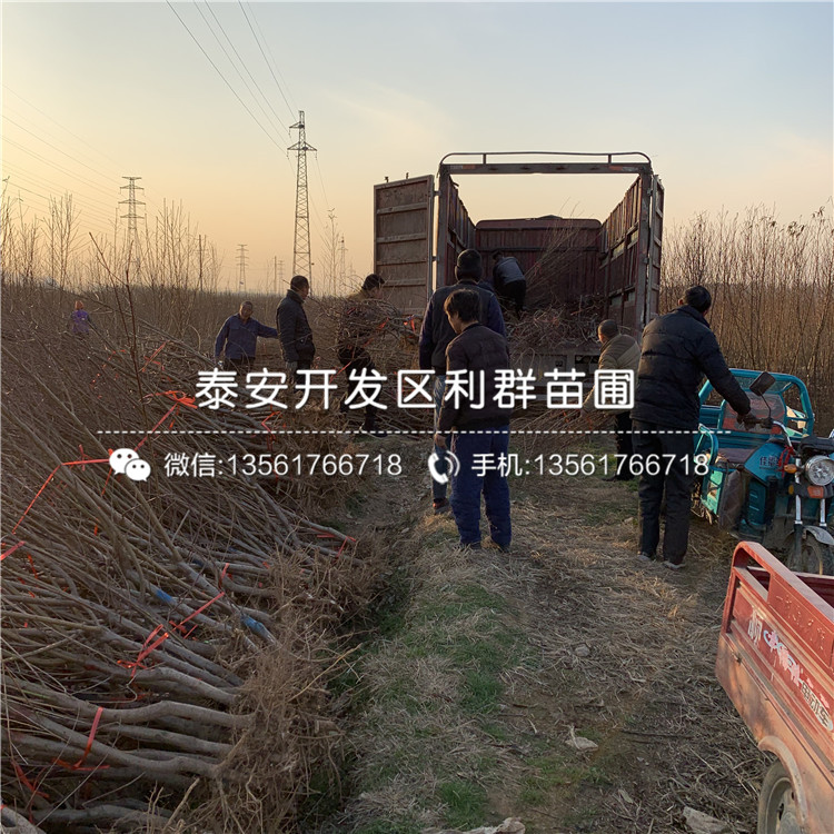 哪里有中華黑桃王樹苗批發(fā)、中華黑桃王樹苗價(jià)格是多少