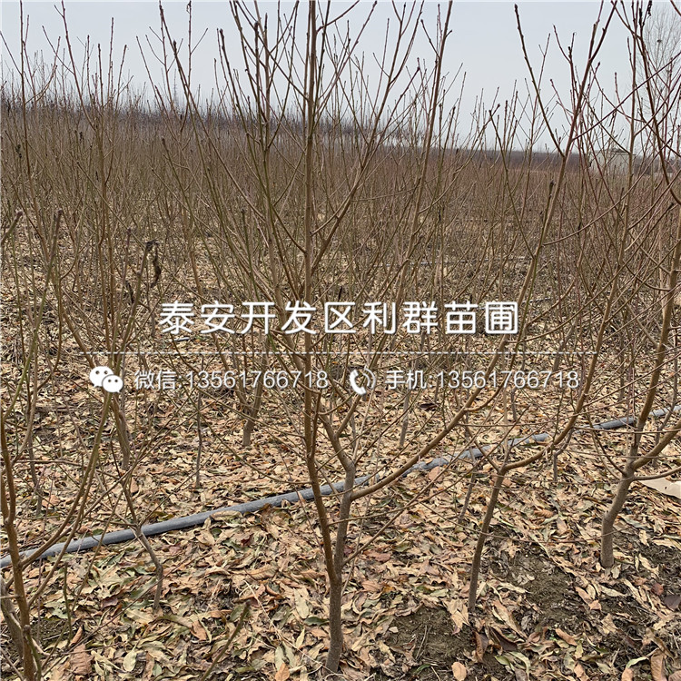 黑桃皇后苗、黑桃皇后苗價格及基地