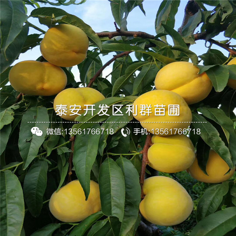 黑桃皇后樹(shù)苗價(jià)格、黑桃皇后樹(shù)苗出售