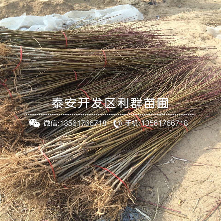 蟠桃桃树苗