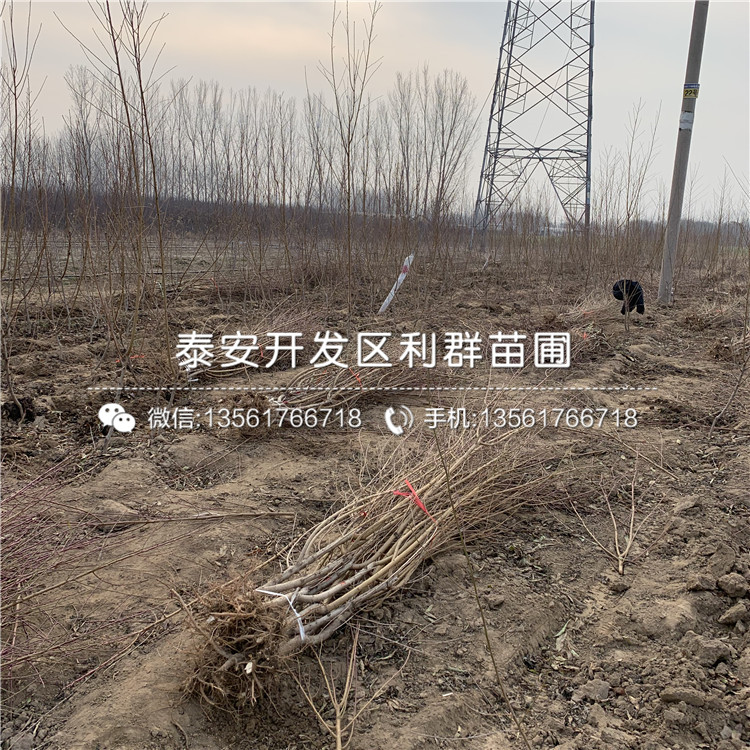 黑桃皇后樹(shù)苗、黑桃皇后樹(shù)苗多少錢(qián)一株