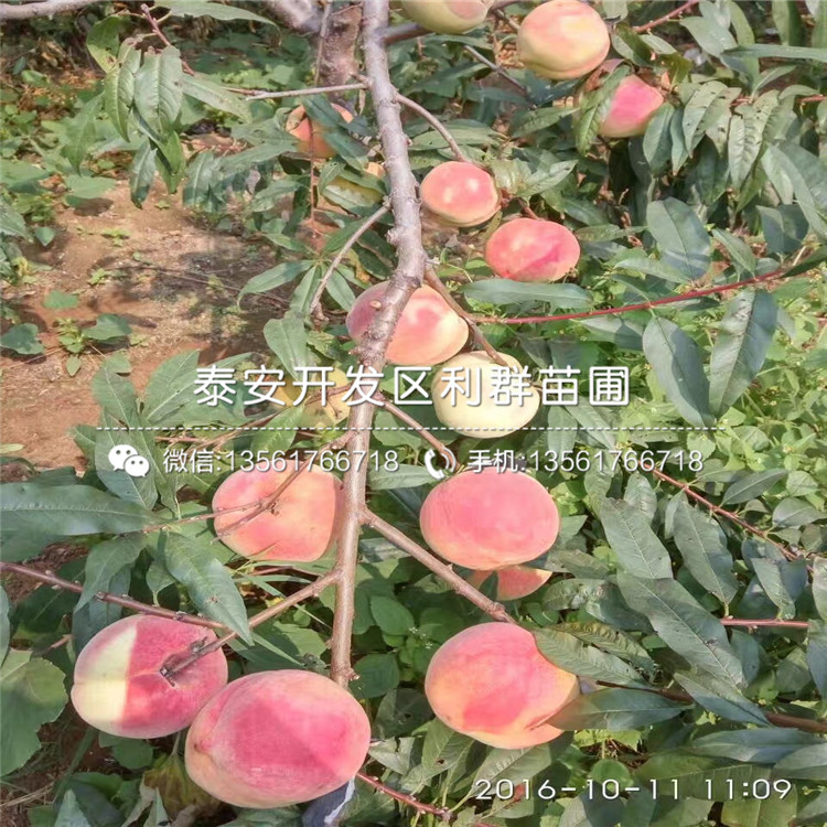 山东大红桃树苗、大红桃树苗基地