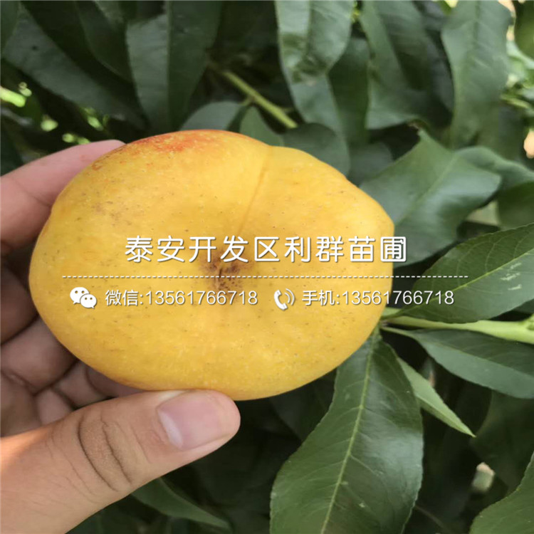 黑桃皇后苗批發(fā)價(jià)格、黑桃皇后苗多少錢一棵